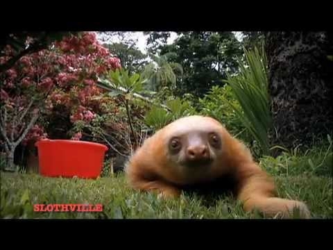 The Sloths are Coming! 