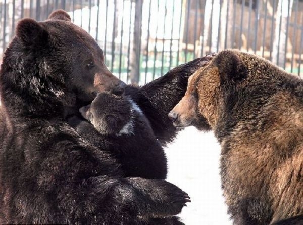 The Bear Love