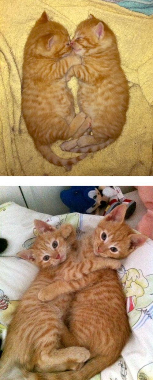 Every Kitten Becomes A Cat