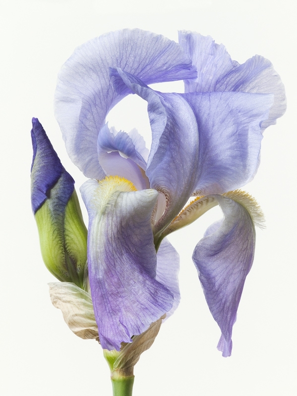 The Beautiful Fine Art of Blooming Flowers 