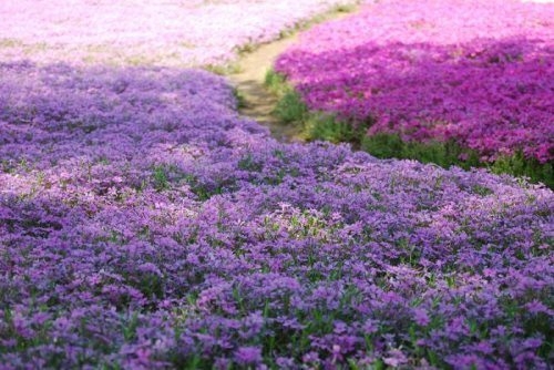 The Takinocho Shibazakura Park In Japan Is Beautiful 