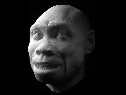 Scientific Sculptures of the Evolution of Human Faces