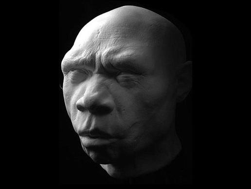 Scientific Sculptures of the Evolution of Human Faces