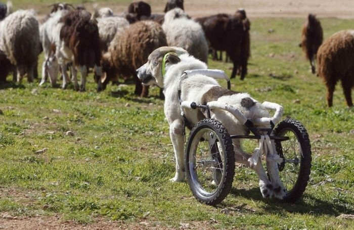 Roller Legs for a Paralyzed Dog