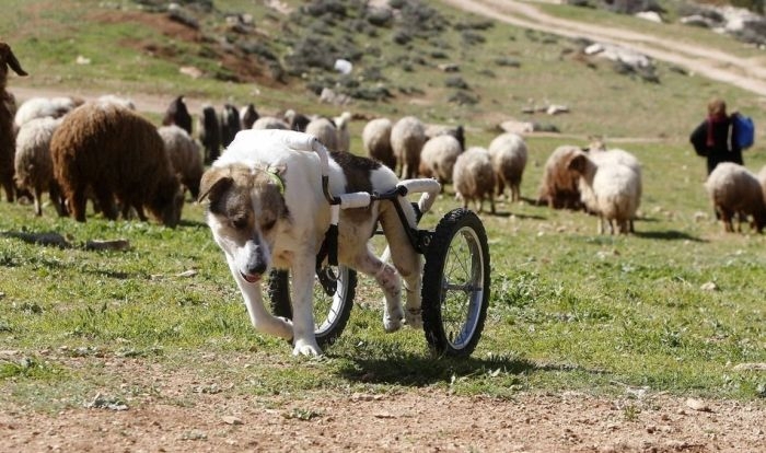 Roller Legs for a Paralyzed Dog