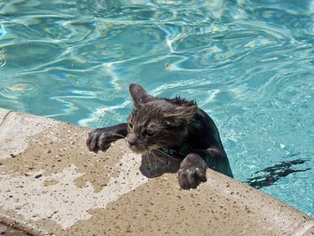 Who Said Kitties Don't Like Water?!