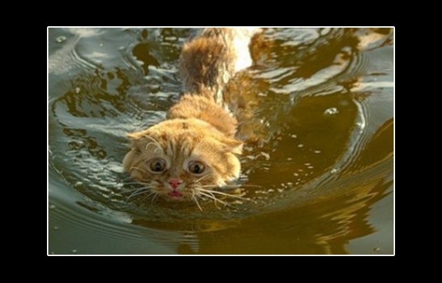 Who Said Kitties Don't Like Water?!