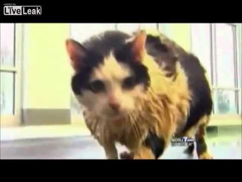 News Anchor Can’t Get Through Fat Cat Story Without Cracking Up News Anchor Can’t Get Through Fat Cat Story Without Cracking Up
