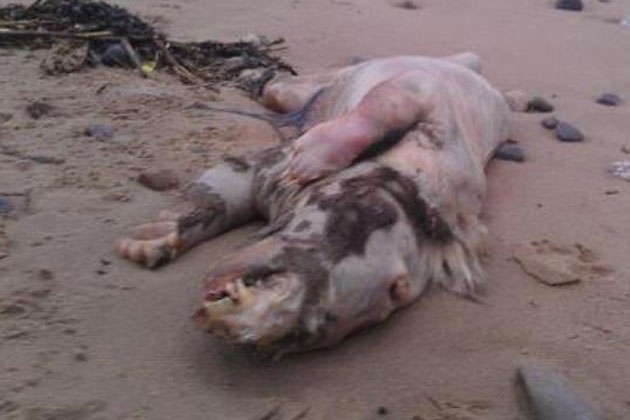 Mystery Creature Washes Ashore in Wales