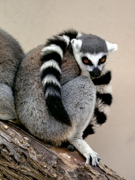 Thief Arrested After Trying To Ransom Stolen Lemur
