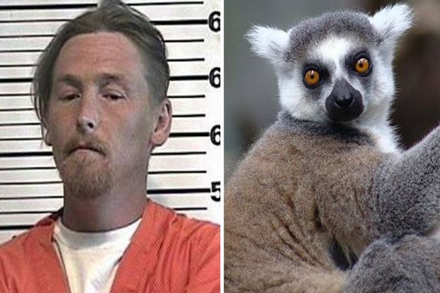 Thief Arrested After Trying To Ransom Stolen Lemur