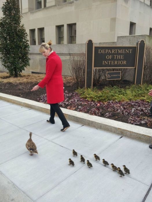 Duckling Escort