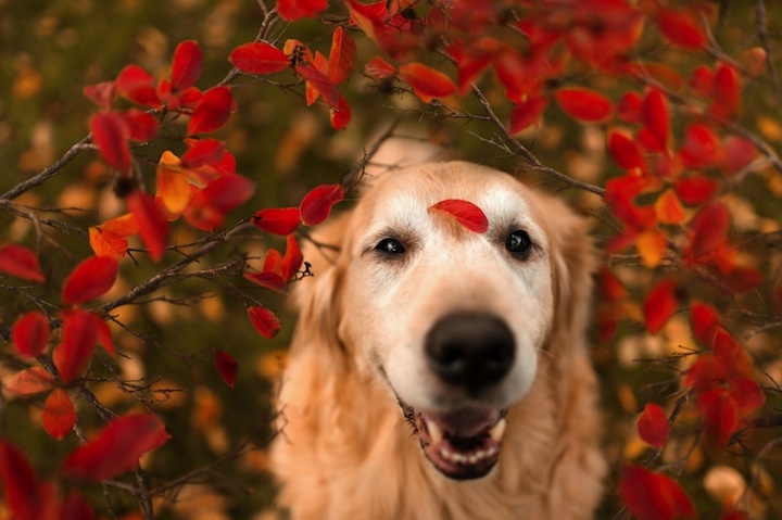 Meet Champ, The Happiest Dog in the World 