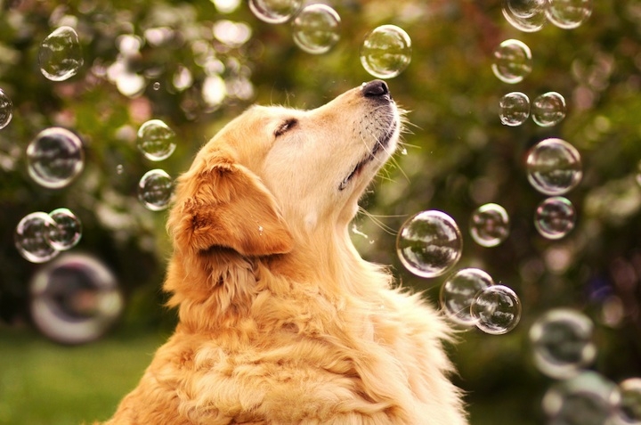 Meet Champ, The Happiest Dog in the World 