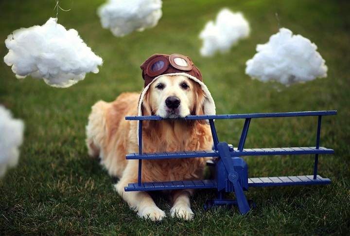 Meet Champ, The Happiest Dog in the World 