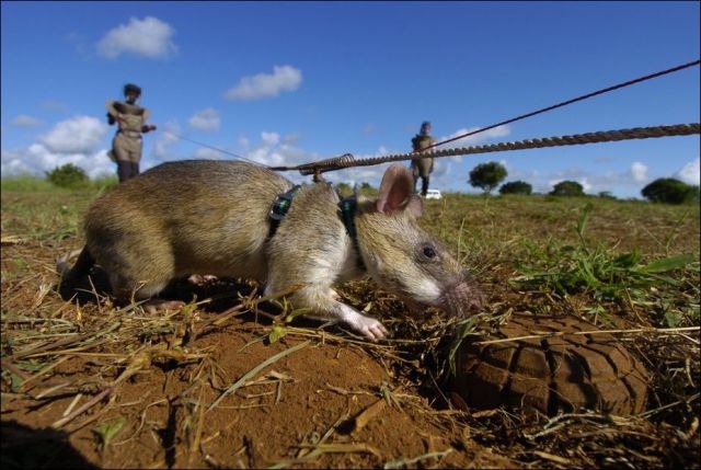 Rats Train as Bomb Squad Engineers