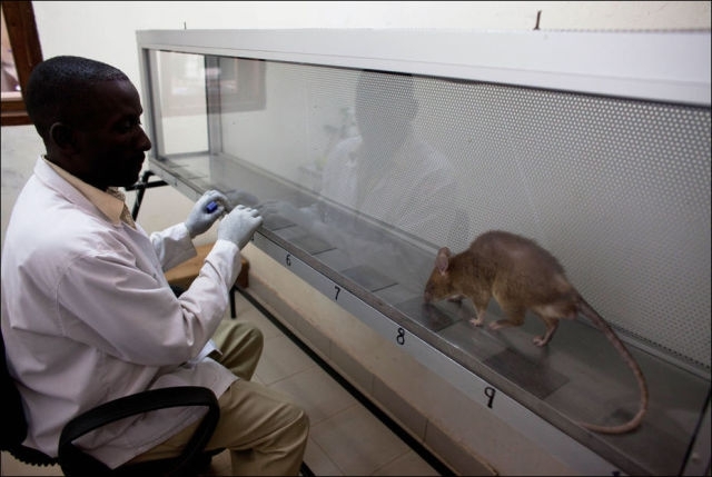 Rats Train as Bomb Squad Engineers
