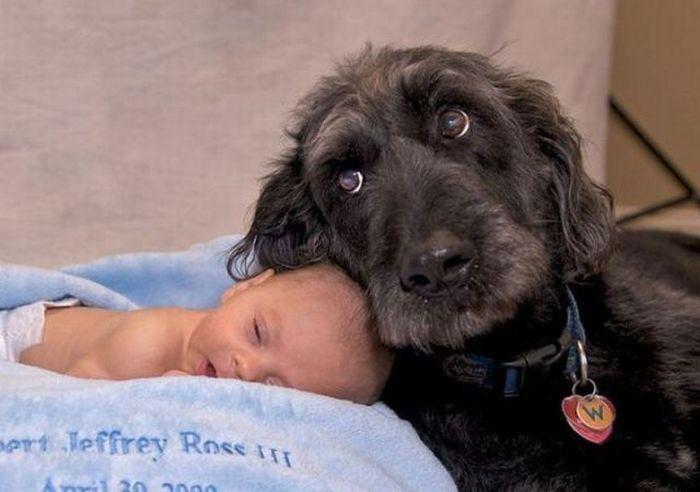 Dog is a Baby's Best Friend