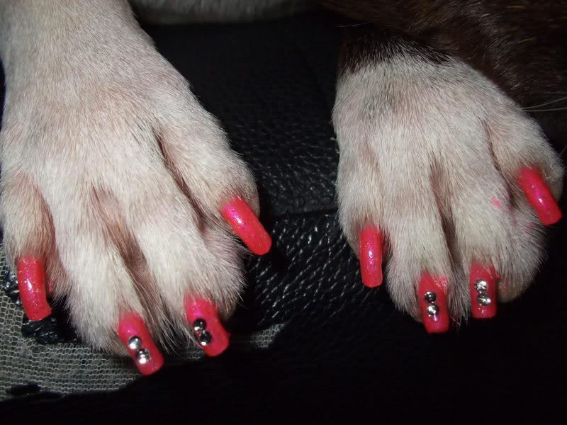 Manicure Your Dog! It's Fun!