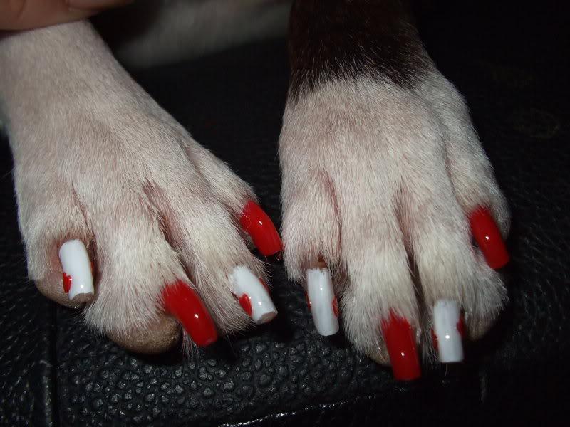 Manicure Your Dog! It's Fun!