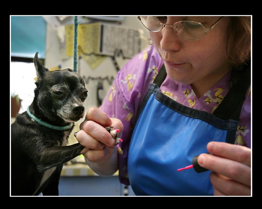 Manicure Your Dog! It's Fun!