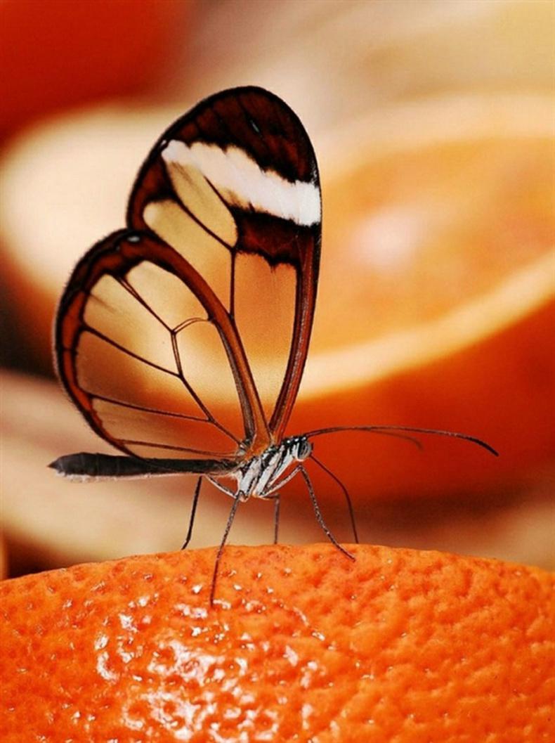 See Through Butterfly, Beautiful!