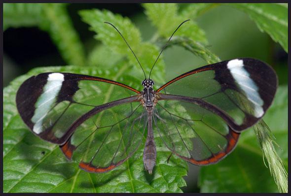 See Through Butterfly, Beautiful!