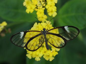 See Through Butterfly, Beautiful!