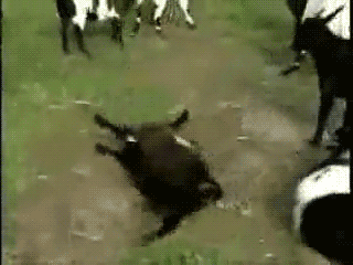 The Weirdest Fainting Goat GIFs