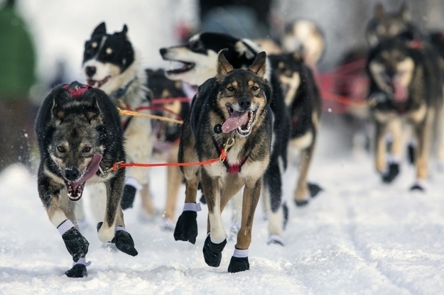 Iditarod Racing Dogs Are Excited To Race!