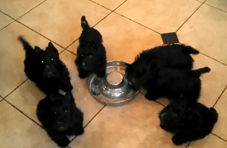 Scottie Pups Form Drinking Pinwheel, Cute!