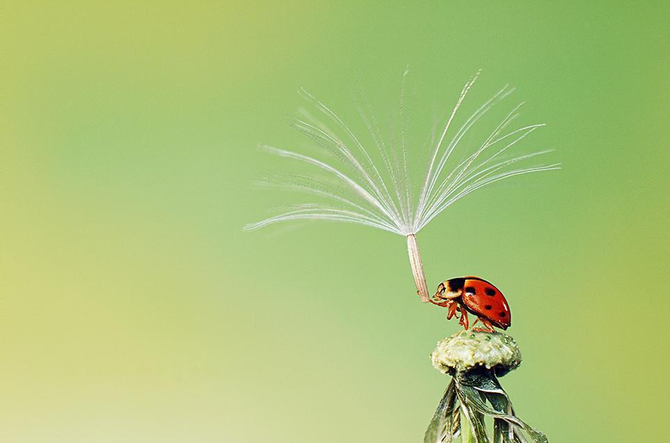 Best of Smithsonian Photocontest, Wow