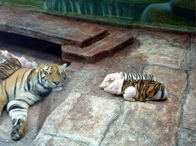 Tiger Adopts Piglets as Her Own Kids 