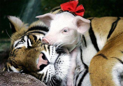 Tiger Adopts Piglets as Her Own Kids 