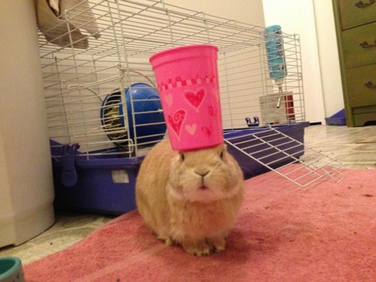 Stuff on My Rabbit 