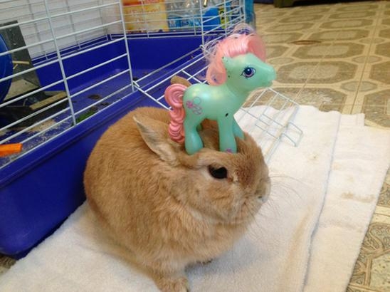 Stuff on My Rabbit 