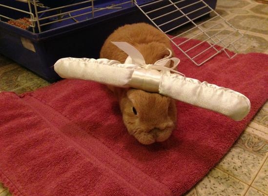 Stuff on My Rabbit 