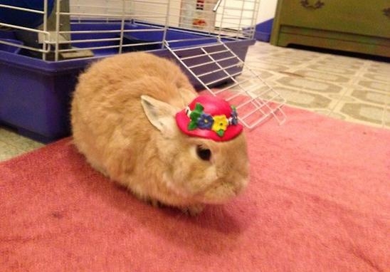 Stuff on My Rabbit 