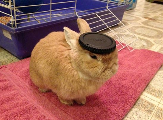 Stuff on My Rabbit 