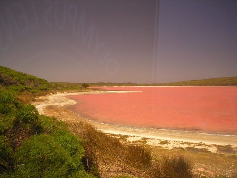 Pink Lake Hillier in Australia 