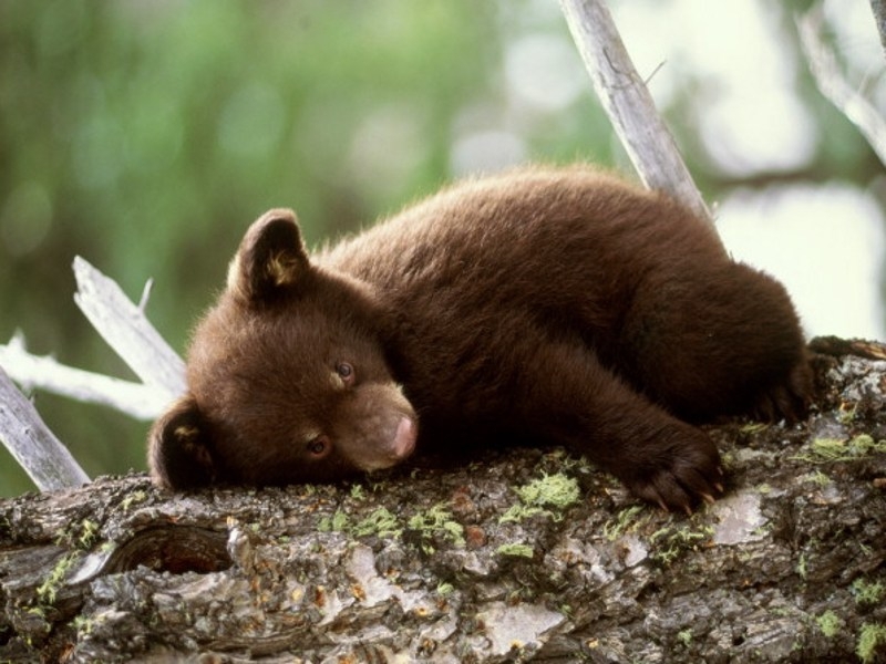 The Cutest Sleepy Animals That Will Make Your Day!