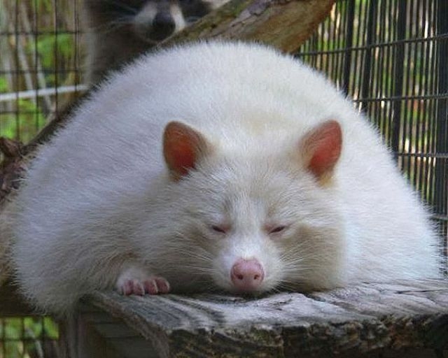 The Cutest Sleepy Animals That Will Make Your Day!