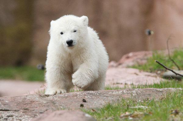 Baby Polar Bear, What Can Be Cuter? 