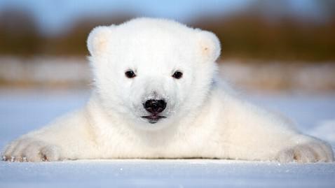 Baby Polar Bear, What Can Be Cuter? 