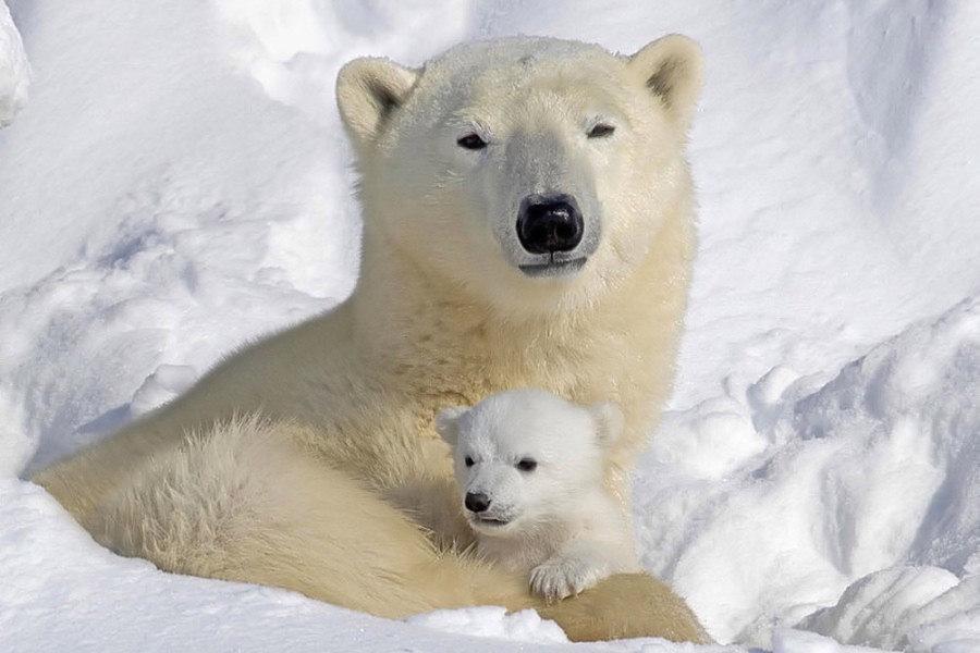 Baby Polar Bear, What Can Be Cuter? 