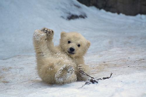 Baby Polar Bear, What Can Be Cuter? 