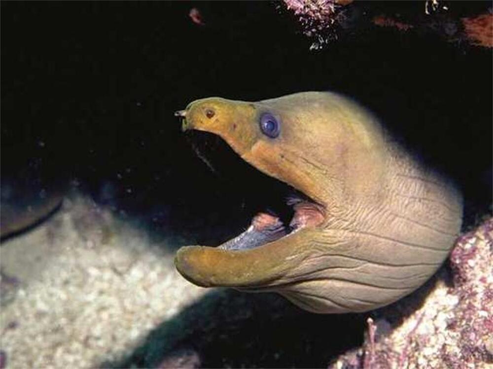 Laughing Eels