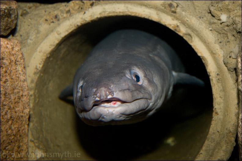 Laughing Eels