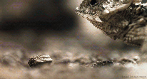 A Series Of Immensely Beautiful Animated Animal GIF's