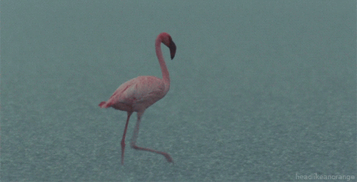 A Series Of Immensely Beautiful Animated Animal GIF's